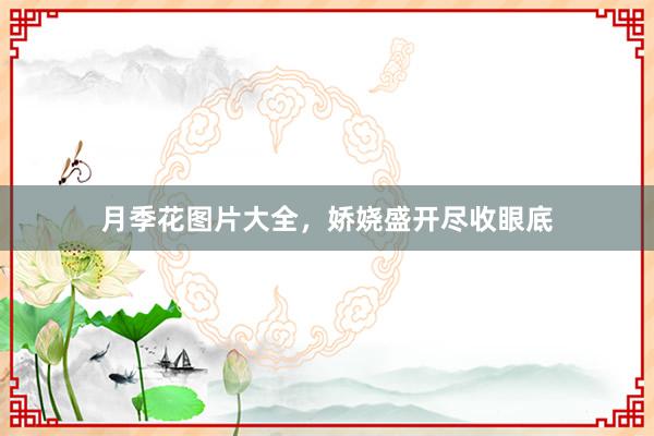 月季花图片大全，娇娆盛开尽收眼底